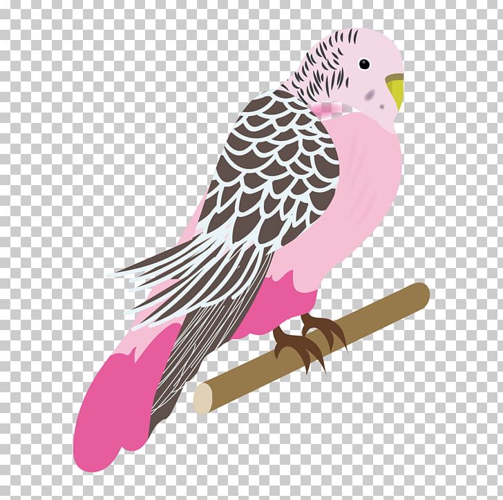 Budgerigar Bird Parrot Parakeet Pink PNG, Clipart, Animals, Beak, Bird, Bird Of Prey, Budgerigar Free PNG Download