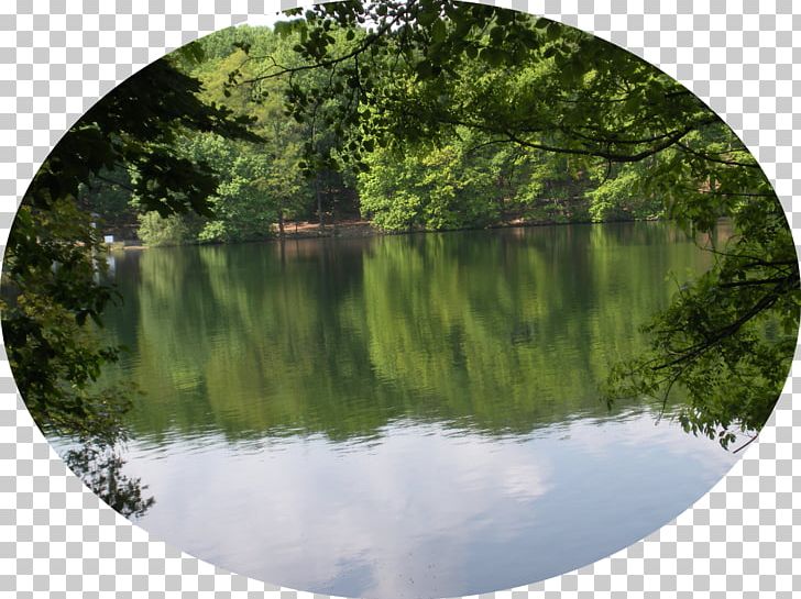 Fish Pond Nature Reserve Water Resources Vegetation Biome PNG, Clipart, Bank, Bayou, Biome, Fish, Fish Pond Free PNG Download