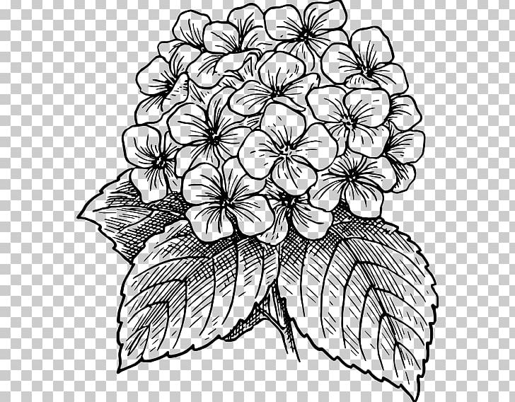 French Hydrangea Drawing Hydrangea Serrata PNG, Clipart, Black And White, Color, Color Sangge Flower, Cut Flowers, Drawing Free PNG Download