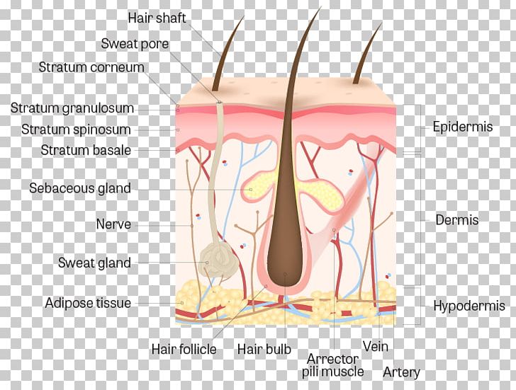 Human Skin Anatomy Hair Follicle Human Body PNG, Clipart, Adipose Tissue, Anatomy, Angle, Body, Dermis Free PNG Download