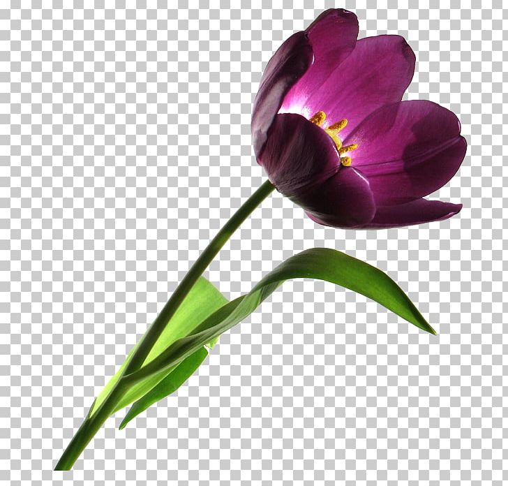 Tulip PNG, Clipart, Bud, Crocus, Cut Flowers, Desktop Wallpaper, Download Free PNG Download