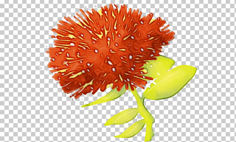 Safflower Cut Flowers Chrysanthemum Pollen Petal PNG, Clipart, Chrysanthemum, Cut Flowers, Flower, Paint, Petal Free PNG Download