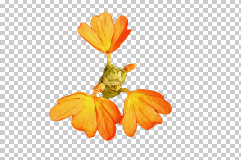 Flower Petal 0jc Plants Science PNG, Clipart, Biology, Flower, Petal, Plants, Science Free PNG Download