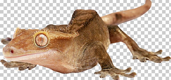 Gecko Lizard Chameleons 爬行动物: 蜥蜴 Portable Network Graphics PNG, Clipart, Amphibian, Animal, Animal Figure, Chameleons, Computer Icons Free PNG Download