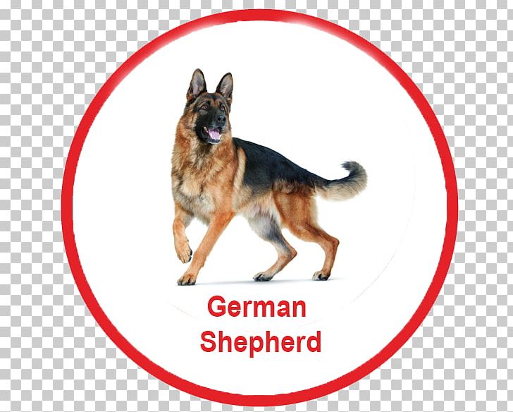 German Shepherd Dachshund Dog Toys Ball Fetch PNG, Clipart, Ball, Bark, Breed, Carnivoran, Crate Training Free PNG Download
