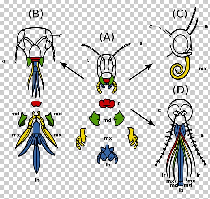 Insect Mouthparts Mosquito Arthropod Mouthparts Insect Morphology PNG, Clipart, Angle, Animals, Area, Artwork, Biology Free PNG Download
