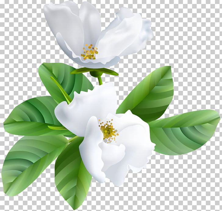 Nowruz Flower Tabrik New Year Spring PNG, Clipart, Blossom, Cherry Blossom, Eid Mubarak, Flower, Flowering Plant Free PNG Download
