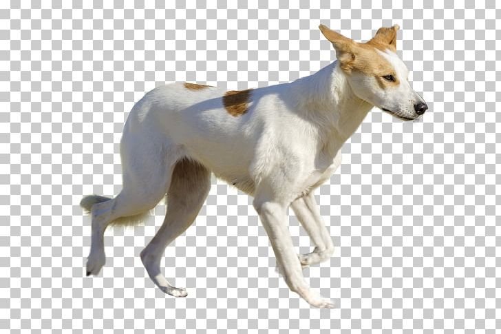 Spanish Greyhound Canaan Dog Whippet Sloughi PNG, Clipart, American Staghound, Breed, Canaan, Canaan Dog, Carnivoran Free PNG Download