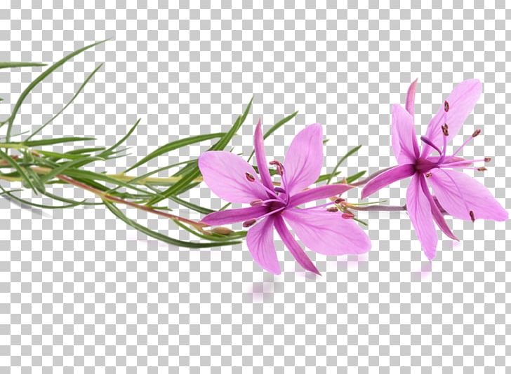 Stock Photography Alamy PNG, Clipart, Alamy, Can Stock Photo, Chamaenerion Angustifolium, Epilobium, Fireweed Free PNG Download