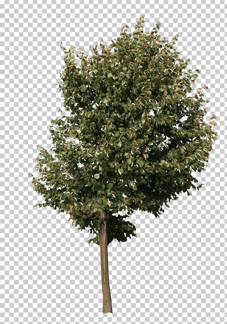 Tree Acer Campestre Oak PNG, Clipart, Acer Campestre, Arborvitae, Birch, Branch, Clip Art Free PNG Download