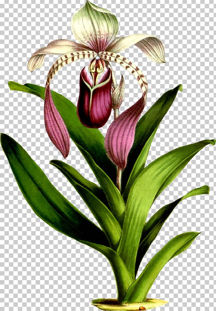 Arraiolos Rug Favourite Flowers Of Garden And Greenhouse Drawing Botany PNG, Clipart, Botanical Flowers, Botanical Illustration, Cattleya, Cut Flowers, Cypripedium Free PNG Download