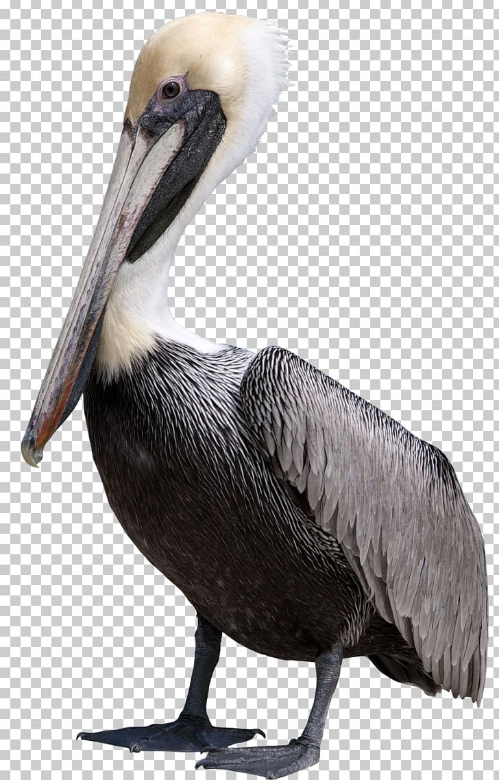 Bird Pelican PNG, Clipart, Animal, Animals, Beak, Bird, Cartoon Goose Free PNG Download