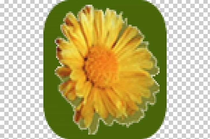 CAMPOS DE LA PAMPA Real Estate Doblas House Property PNG, Clipart, Apartment, Calendula, Chrysanths, Contract Of Sale, Daisy Family Free PNG Download
