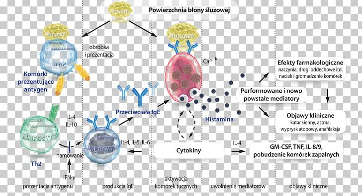 Food Allergy Reakcja Alergiczna Histamine Antigen-presenting Cell PNG, Clipart, Allergy, Antigen, Area, Cell, Communication Free PNG Download