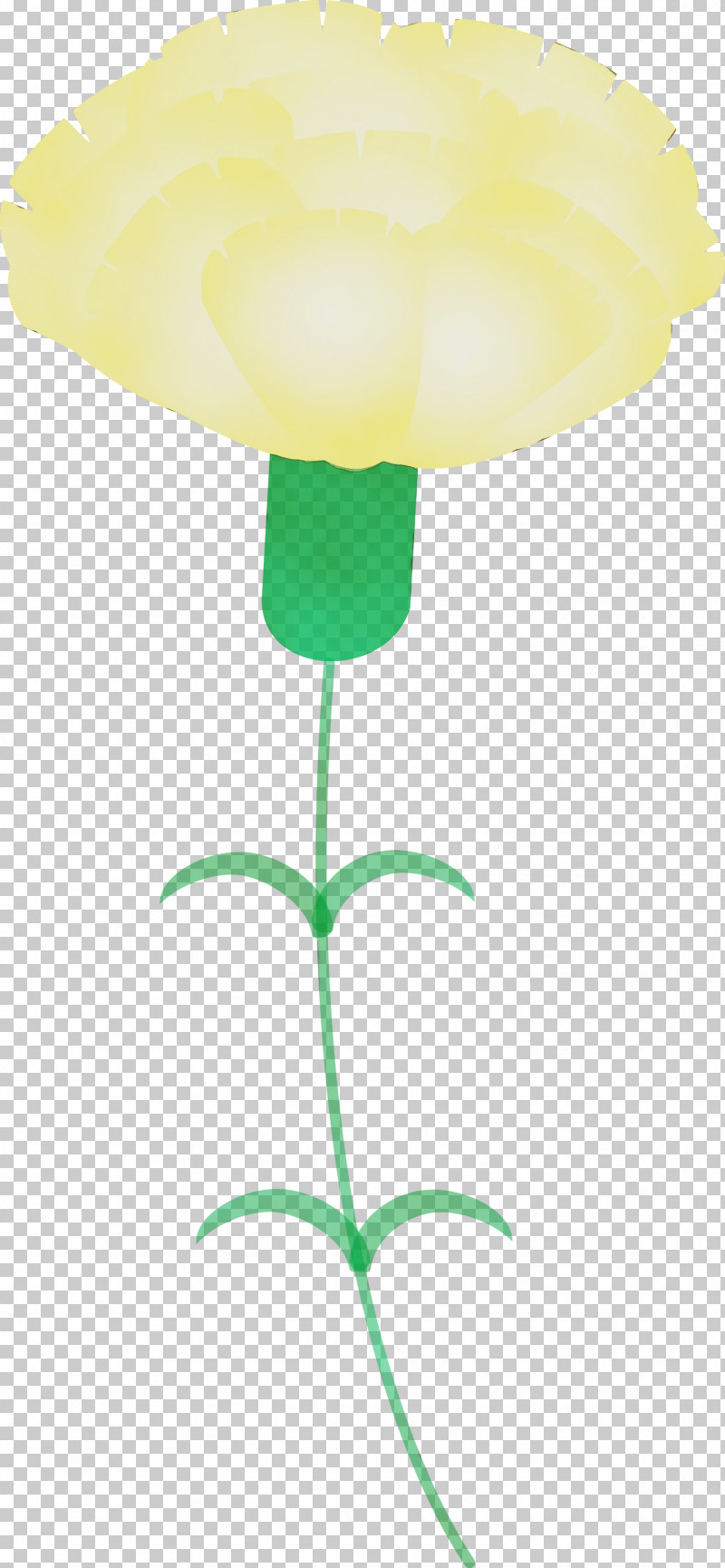 Yellow Plant Flower Tulip Plant Stem PNG, Clipart, Balloon, Flower, Mothers Day Carnation, Mothers Day Flower, Paint Free PNG Download