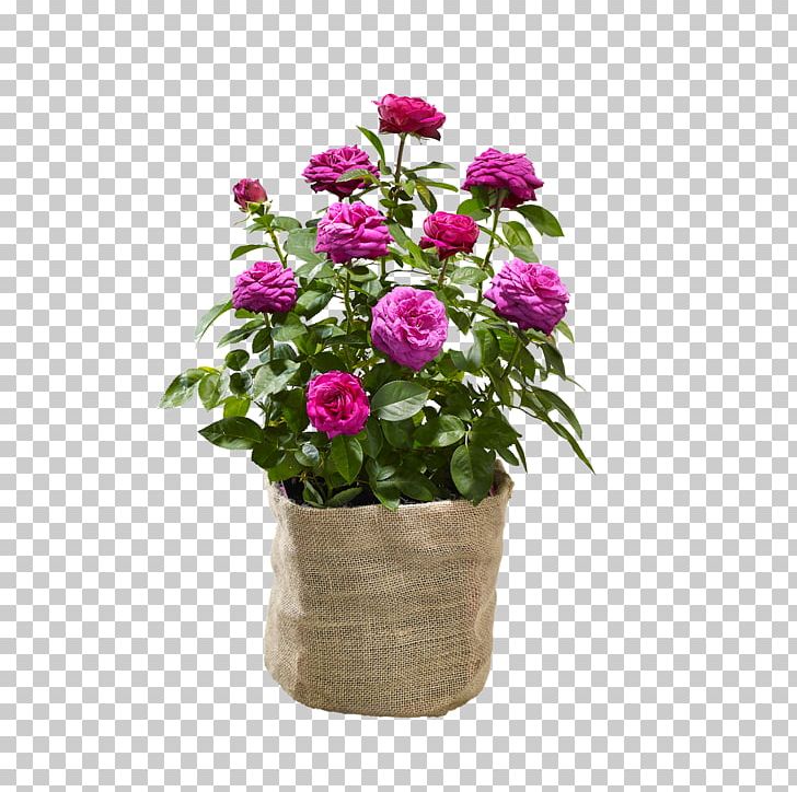 Garden Roses Cabbage Rose Plant Leroy Merlin Price PNG, Clipart, Annual Plant, Arecaceae, Artificial Flower, Blume, Cut Flowers Free PNG Download