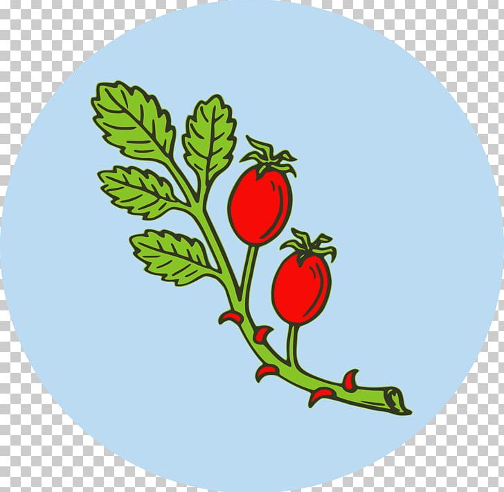 Rose Hip Tea Dog-rose PNG, Clipart, Artwork, Berry, Branch, Cucumber, Dogrose Free PNG Download