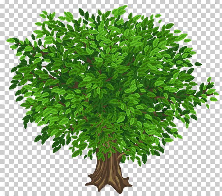 Tree PNG, Clipart, Apng, Arecaceae, Branch, Encapsulated Postscript, Evergreen Free PNG Download