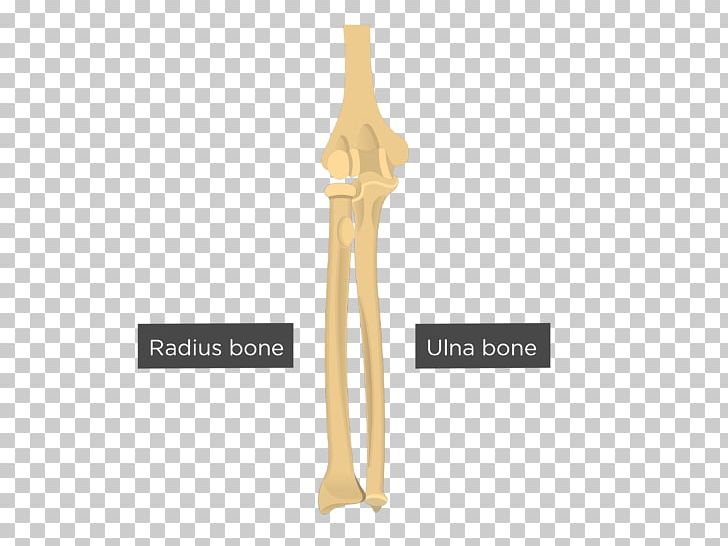Ulna Radius Capitulum Of The Humerus Bone PNG, Clipart, Anatomy, Appendicular Skeleton, Arm, Bone, Capitulum Of The Humerus Free PNG Download