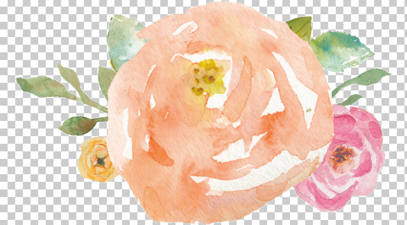 Garden Roses PNG, Clipart, Cut Flowers, Flower, Garden Roses, Hybrid Tea Rose, Orange Free PNG Download