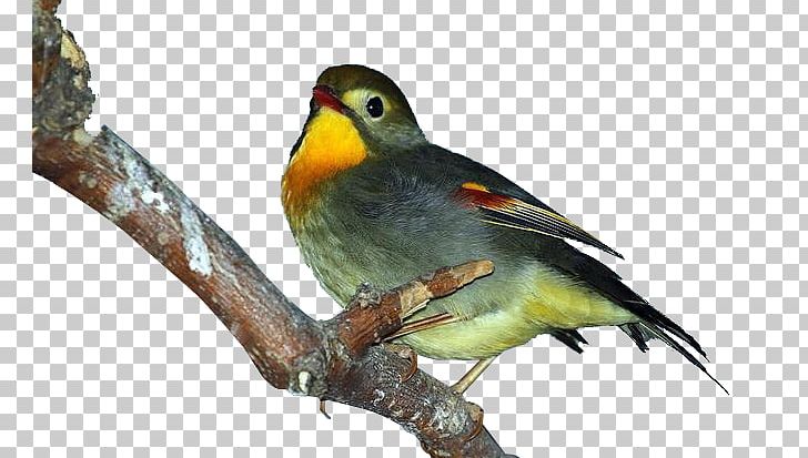 Bird Lark Finch PNG, Clipart, Animal, Beak, Bird, Birds, Colorful Free PNG Download