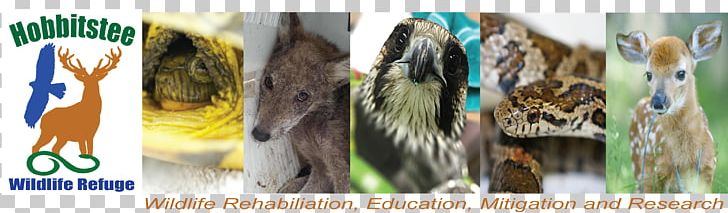 Hobbitstee Wildlife Refuge Jarvis PNG, Clipart, Alpine Goat, Canada, Clothing, Email, Habitat Free PNG Download