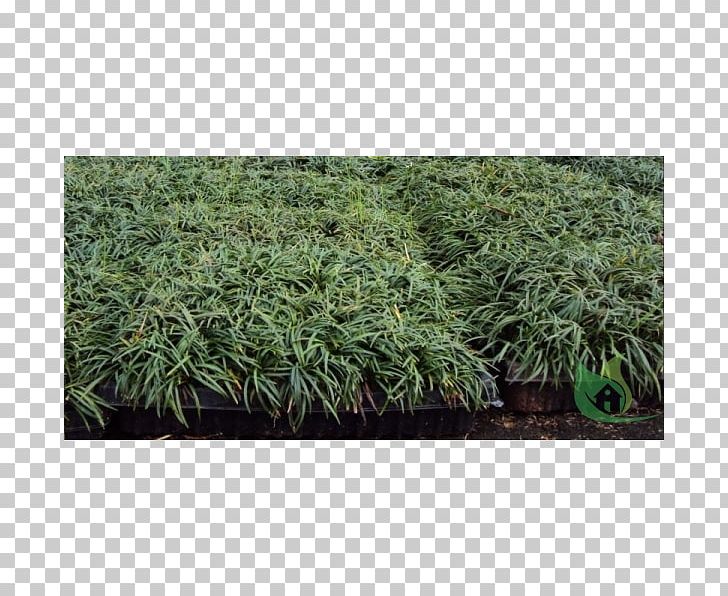 Shrub Grasses NET PNG, Clipart, Evergreen, Grass, Grasses, Grass Family, Herb Free PNG Download