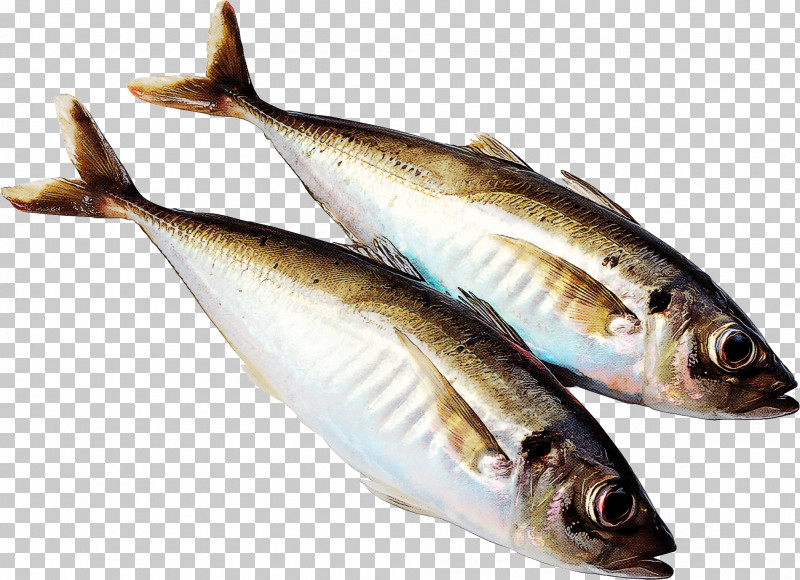 Fish Fish Fish Products Herring Oily Fish PNG, Clipart, Anchovy, Bonyfish, Capelin, Fish, Fish Products Free PNG Download