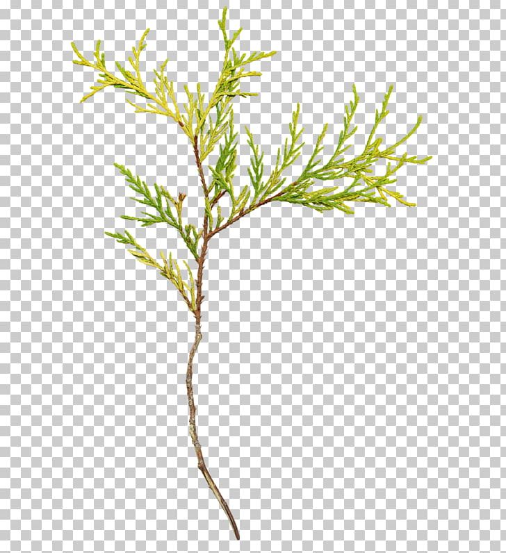 Portable Network Graphics Twig Branch Psd PNG, Clipart, Branch, Commodity, Desktop Wallpaper, Digital Image, Grass Free PNG Download