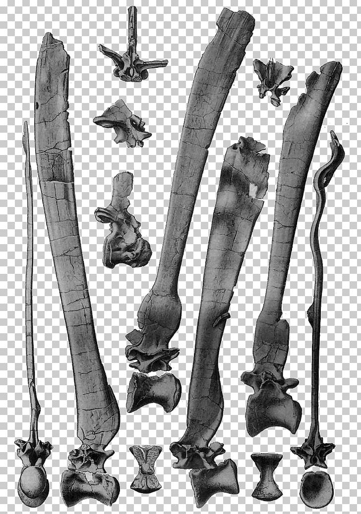 Tyrannosaurus Palaeontological Museum PNG, Clipart, Allosaurus, Black And White, Carnivores Dinosaur Hunter, Cold Weapon, Ernst Stromer Free PNG Download