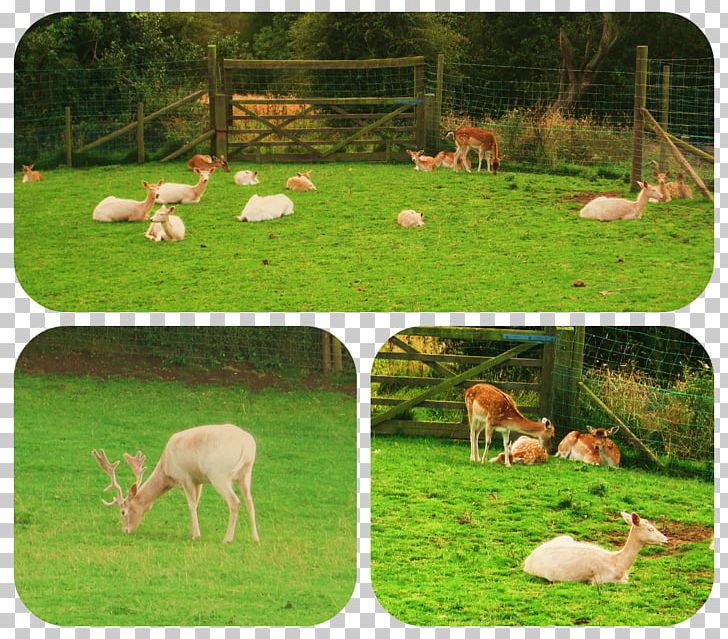 Wildlife Ecosystem Pasture Fauna Deer PNG, Clipart, Animals, Deer, Ecosystem, Farm, Fauna Free PNG Download