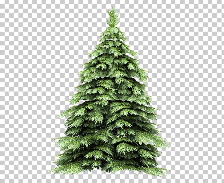 New Year Tree Spruce Encapsulated PostScript PNG, Clipart, Biome, Christmas Decoration, Christmas Ornament, Christmas Tree, Conifer Free PNG Download