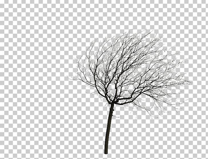 Twig Tree Animation Wind Root PNG, Clipart, Animation, Black And White, Branch, Drawing, Juglans Free PNG Download