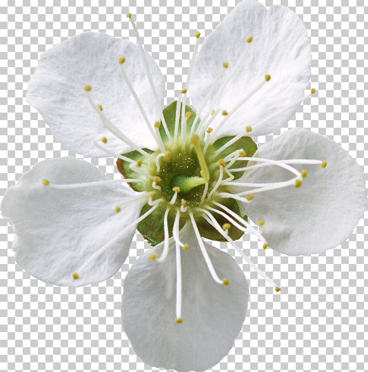 Apples Flower Floral Formula PNG, Clipart, Apples, Blossom, Cut Flowers, Desktop Wallpaper, Diagram Free PNG Download