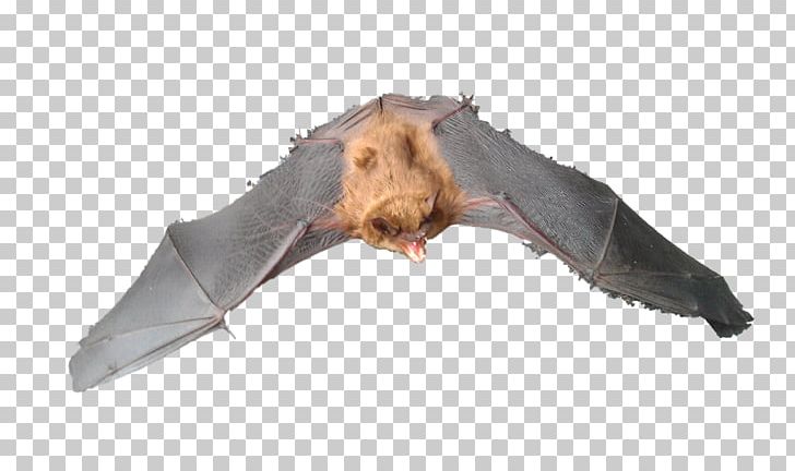 Michigan Bat Control PNG, Clipart, Animal Control And Welfare Service, Animals, Bat, Big Brown Bat, Bird Free PNG Download