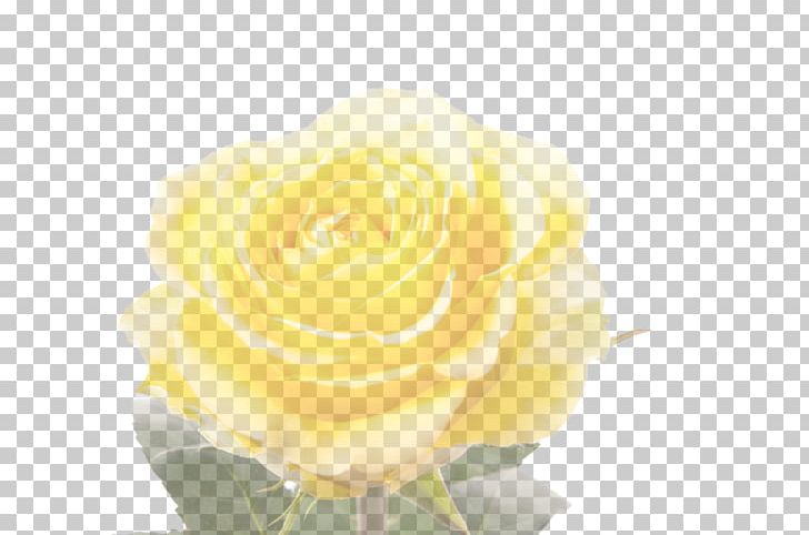 Rose Desktop Yellow Display Resolution PNG, Clipart, 4k Resolution, 1080p, Computer, Computer Wallpaper, Cut Flowers Free PNG Download