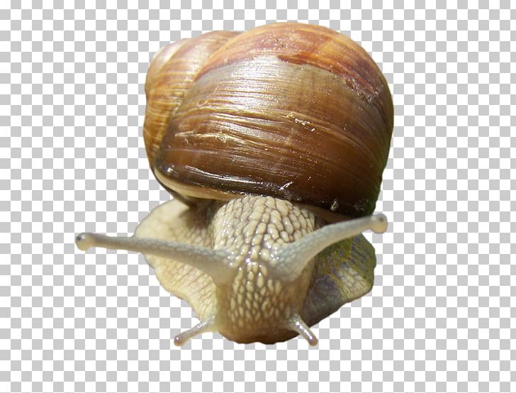 Snail Escargot Gastropods Horn PNG, Clipart, Animal, Animals, Animation, Conchology, Escargot Free PNG Download