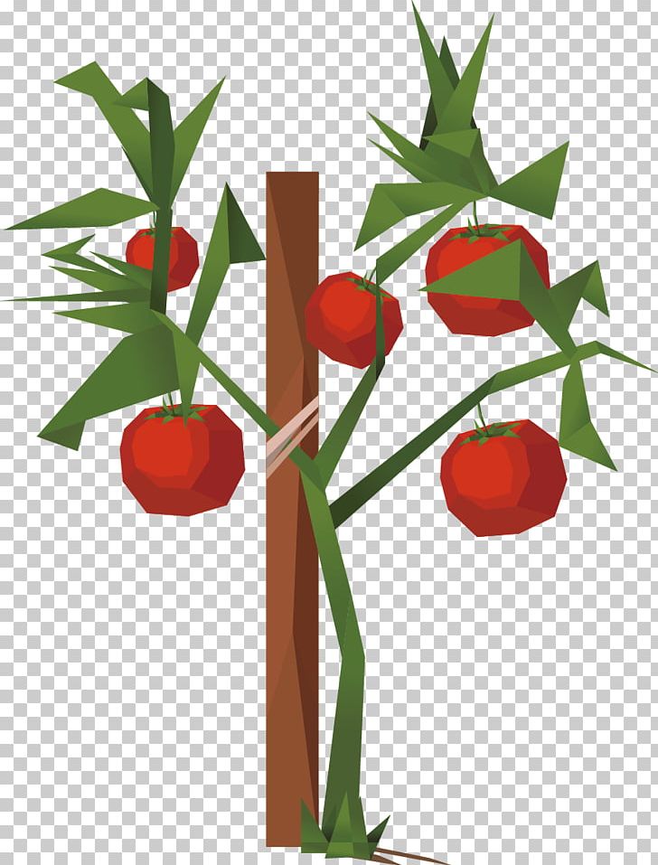 Tomato PNG, Clipart, Adobe Illustrator, Apple Fruit, Apple Vector, Auglis, Bal Free PNG Download