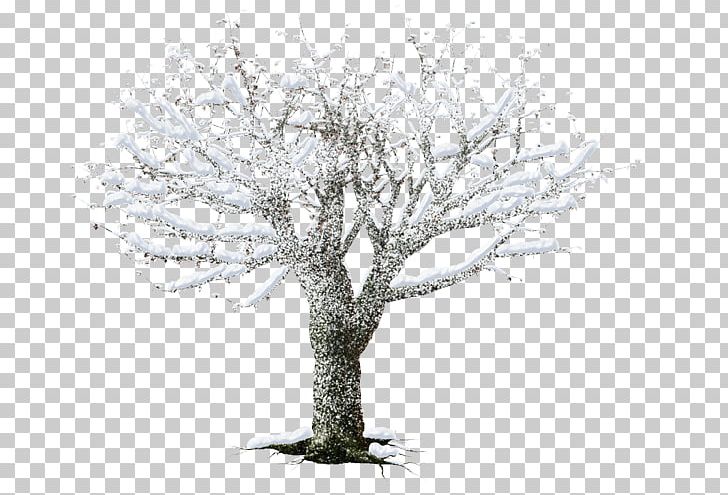 White PNG, Clipart, Black And White, Branch, Others, Plant, Tree Free PNG Download