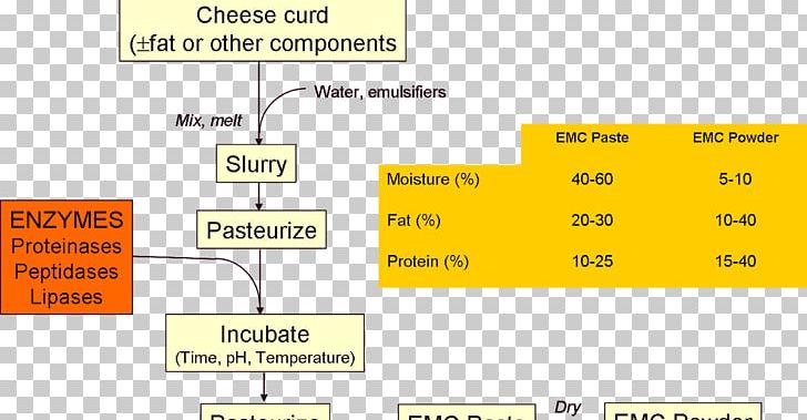 Cheesemaking Penicillium Roqueforti Enzyme Cheddar Cheese PNG, Clipart, Angle, Area, Cheddar Cheese, Cheese, Cheesemaking Free PNG Download