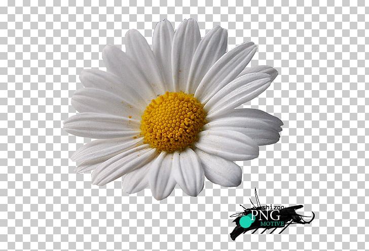 Common Daisy Oxeye Daisy Marguerite Daisy Chrysanthemum Roman Chamomile PNG, Clipart, Aster, Chamaemelum Nobile, Chrysanths, Cinderella Story, Common Daisy Free PNG Download