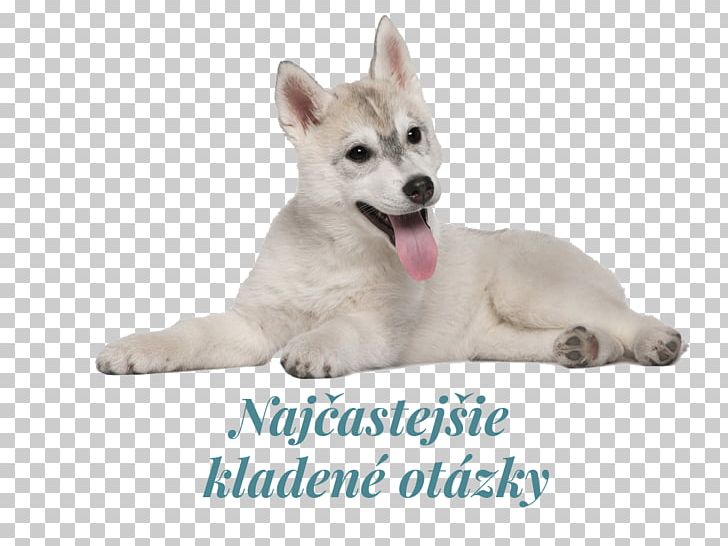 Miniature Siberian Husky Canadian Eskimo Dog Puppy Tamaskan Dog Canaan Dog PNG, Clipart, Alaskan Klee Kai, Animals, Carnivoran, Dog Breed, Dog Breed Group Free PNG Download
