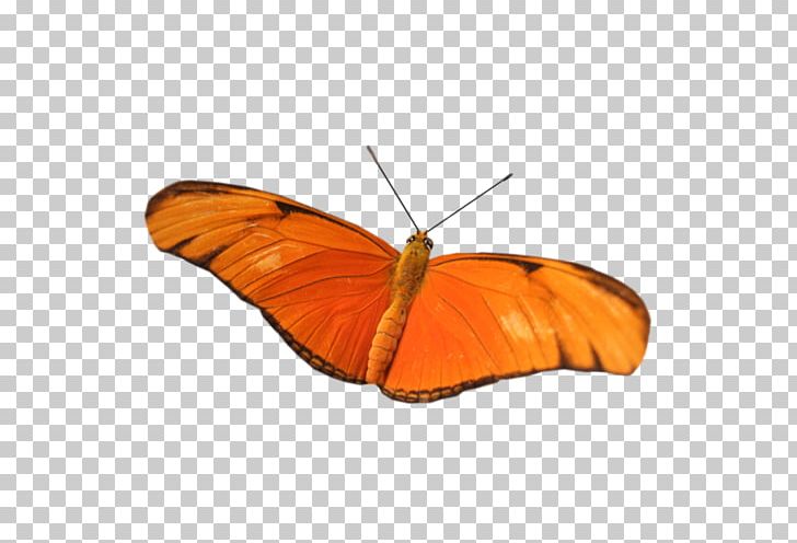 Monarch Butterfly Pieridae Brush-footed Butterflies Dog PNG, Clipart, Arthropod, Bird, Brush Footed Butterfly, Butterflies And Moths, Butterfly Free PNG Download