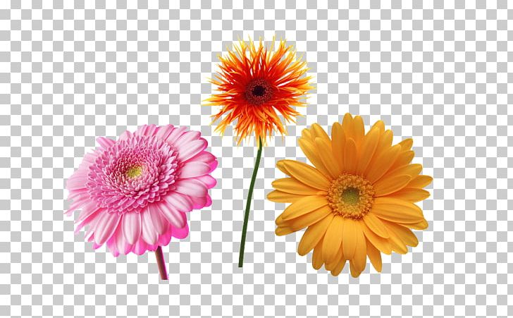 Transvaal Daisy Common Daisy Free Content PNG, Clipart, Blue, Chrysanths, Color, Dahlia, Daisy Family Free PNG Download