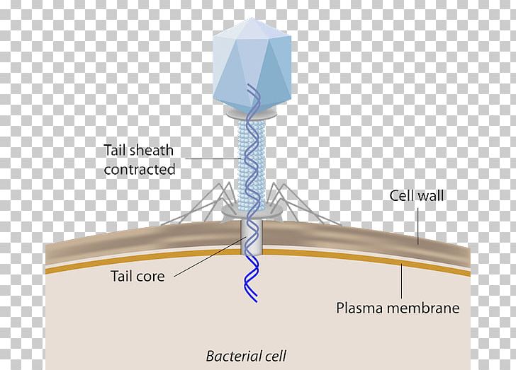 Bacteriophage Bacterial Cell Structure Infection Virus PNG, Clipart, Angle, Bacteria, Bacterial Cell Structure, Bacteriophage, Cell Free PNG Download