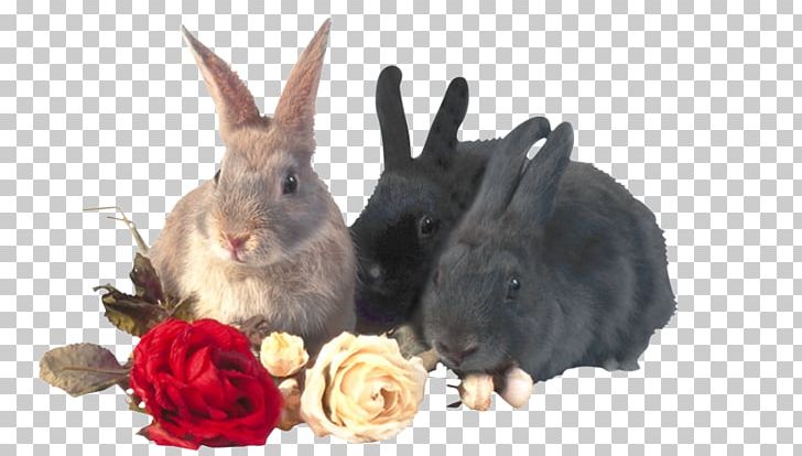 Domestic Rabbit Hare PNG, Clipart, Animal, Animals, Black, Bunny, Clip Art Free PNG Download