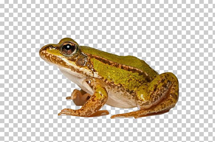 Edible Frog Common Frog Common Toad Lithobates Clamitans PNG, Clipart, Amphibian, Animal, Animals, Animation, Anime Character Free PNG Download