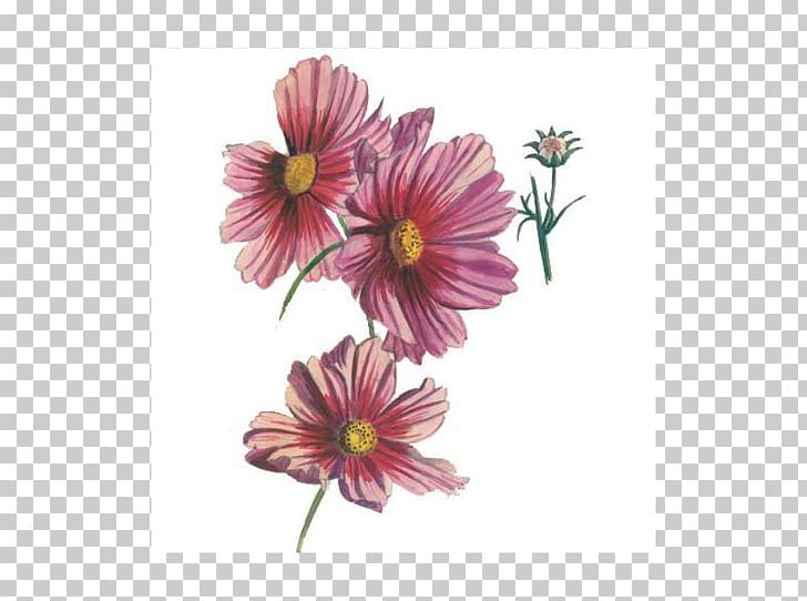 Garden Cosmos Transvaal Daisy Chrysanthemum Cut Flowers Annual Plant PNG, Clipart, Annual Plant, Chrysanthemum, Chrysanths, Cosmos, Cut Flowers Free PNG Download