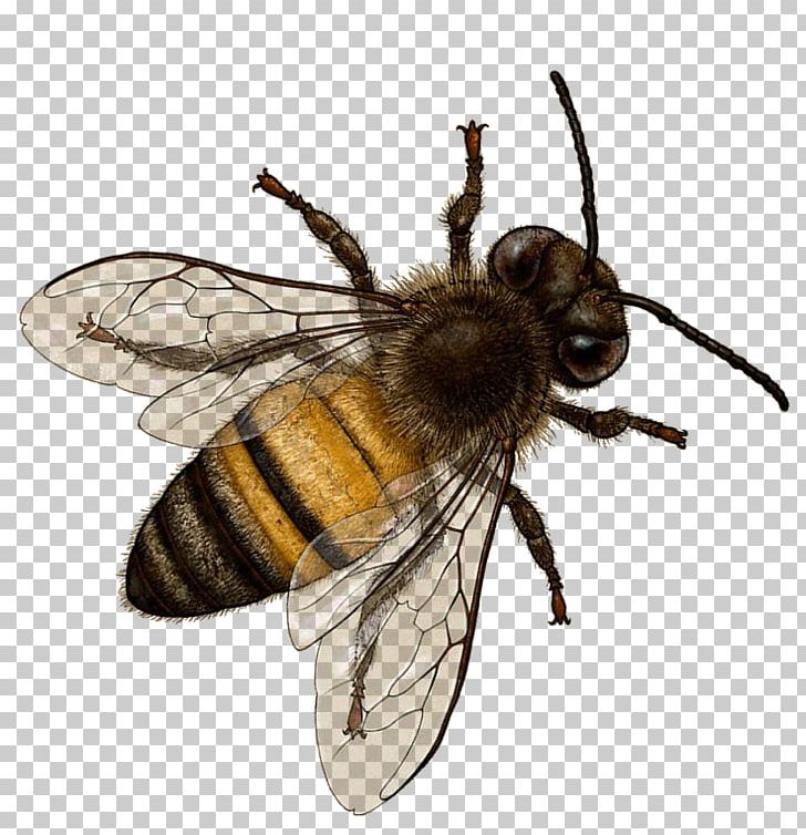 Honey Bee Insect Bombus Terrestris Hornet PNG, Clipart, Apocephalus Borealis, Arthropod, Bee, Beehive, Bombus Terrestris Free PNG Download
