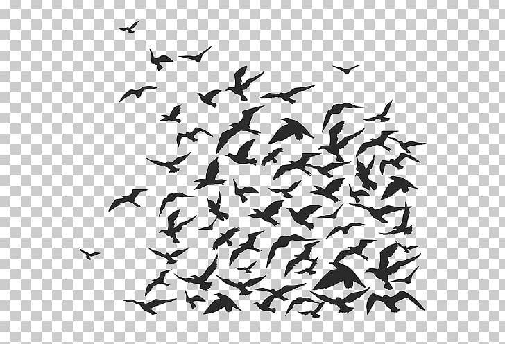 Bird Crows Flock PNG, Clipart, Animal Migration, Animals, Bird, Bird Flight, Bird Migration Free PNG Download